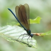 IMG_7338 Calopteryx virgo male